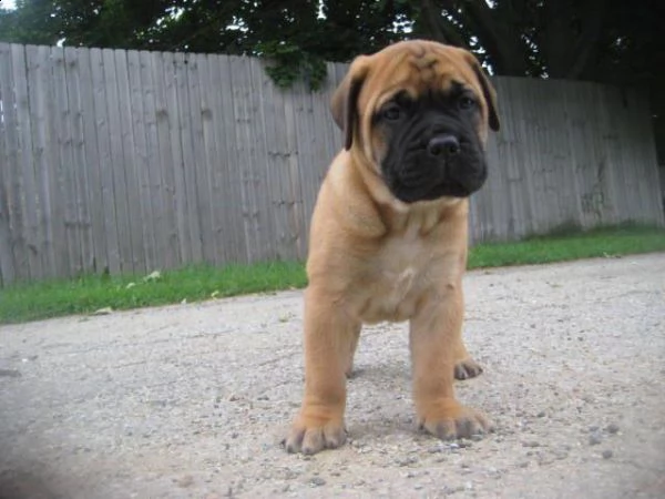   regalo abbiamo cuccioli di bullmastiff