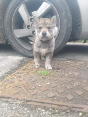 simil lupi cecoslovacchi (cuccioli)