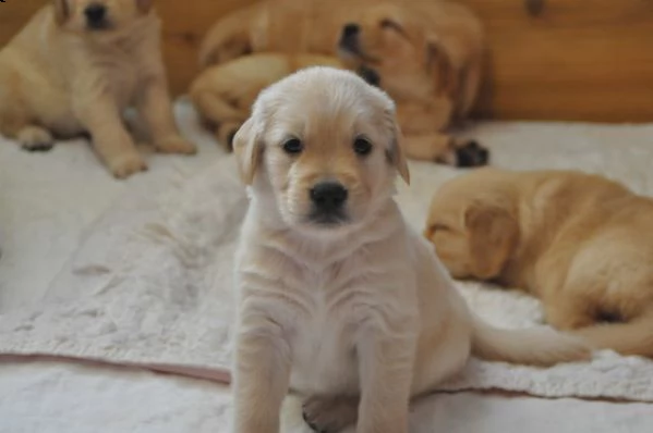 bellissimo golden retriever