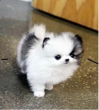 cuccioli di boo dello zwergspitz pomeraniano