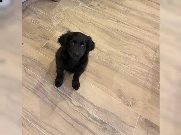  cuccioli golden retriever x labrador