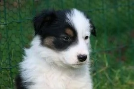 email : ameliajefferson80[at]gmail[.com] cuccioli di border collie in pronta consegna i cuccioli verranno