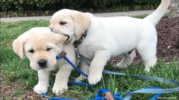 vendita cucciolo vendo cuccioli di labrador