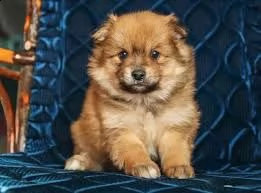 regalo cuccioli di volpino pomerania di 90 giorni nata e svezzata in ambiente familiare. viene munit