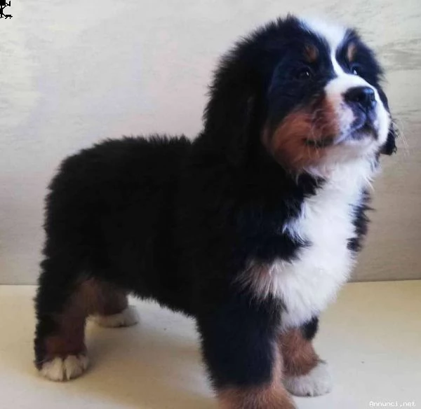 (vendita splendidi e maestosi cuccioli bovaro del bernese)