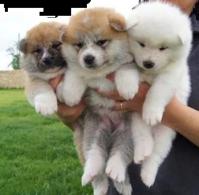 email : ameliajefferson80[at]gmail[.com] adorabili cuccioli di akita-inu femminucce e maschietti disponib