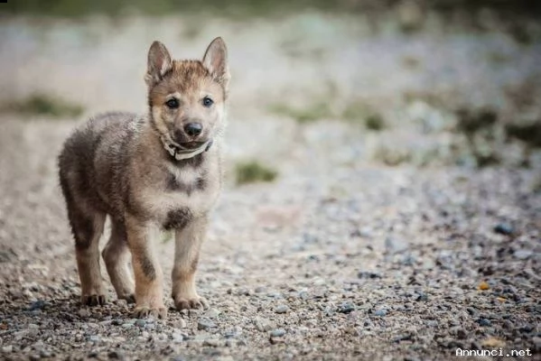 vendita cuccioli di cane lupo cecoslovacco