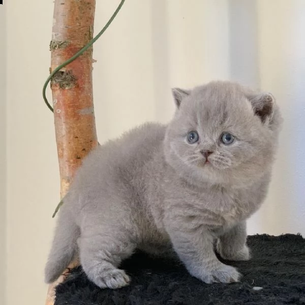 british shorthair per adozione 