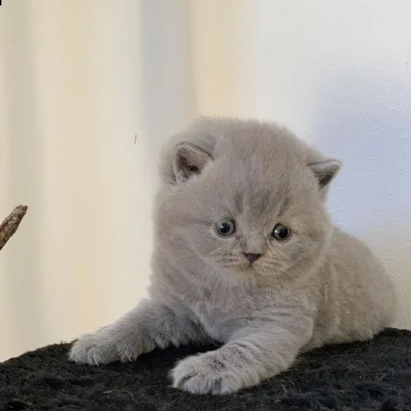 british shorthair per adozione  | Foto 2