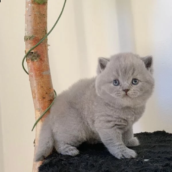 british shorthair per adozione  | Foto 1