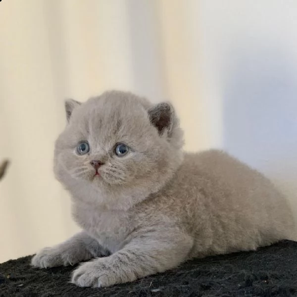 british shorthair per adozione  | Foto 0