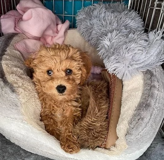 *** 1 bellissimo cucciolo di barboncino regalo femmina per adozione, grazie. **