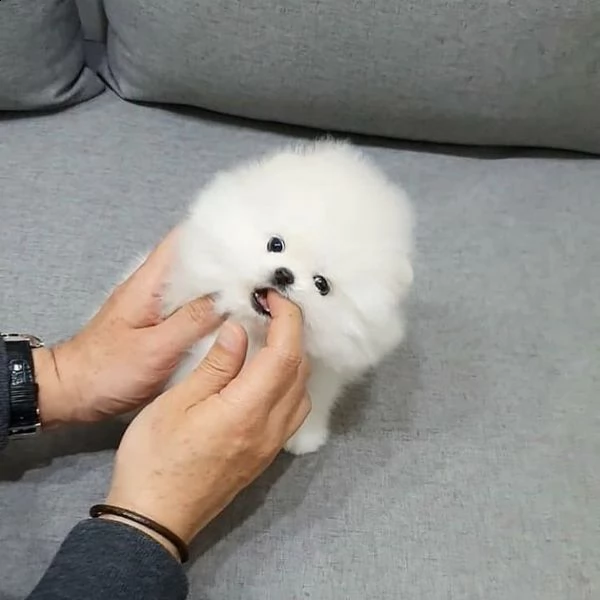 adorabile cucciolo di pomerania in cerca di una nuova casa,