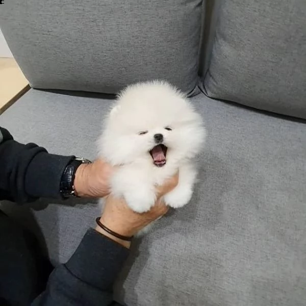 adorabile cucciolo di pomerania in cerca di una nuova casa, | Foto 0