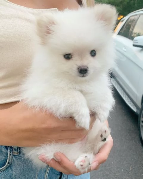 bambino sano dello pomerania da adottare, la persona interessata dovrebbe contattare per maggiori de