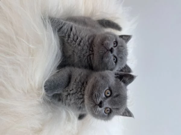 cuccioli di british shorthair.