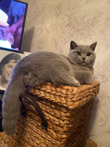 cuccioli di british shorthair. | Foto 3