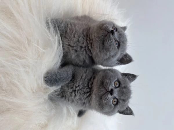 cuccioli di british shorthair. | Foto 1