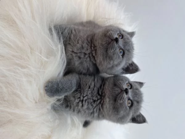 cuccioli di british shorthair. | Foto 0