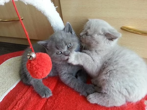 cuccioli di british shorthair | Foto 1