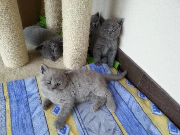 cuccioli di british shorthair | Foto 0