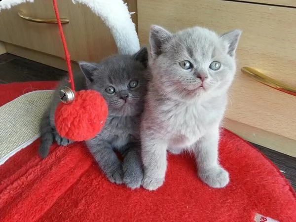 cuccioli di british shorthair