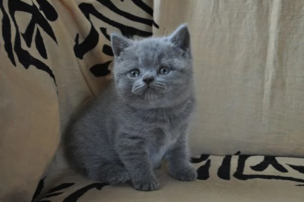 4 cuccioli di british shorthair. | Foto 3