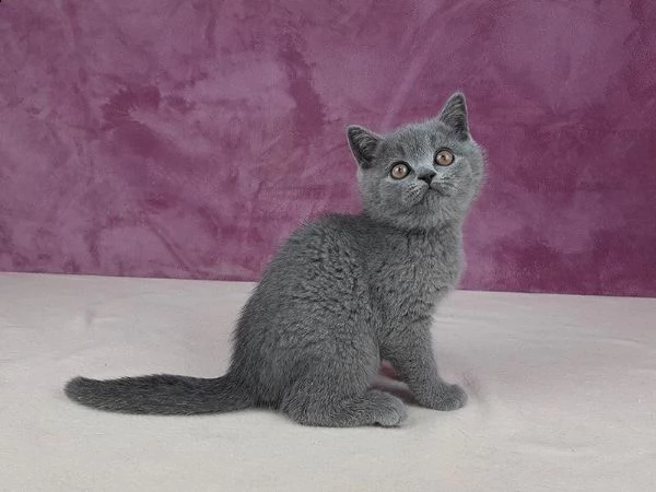 4 cuccioli di british shorthair.