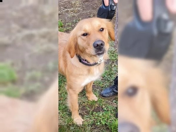 cuccioli di razza golden retriever