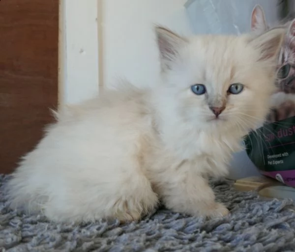 cuccioli di siberiani