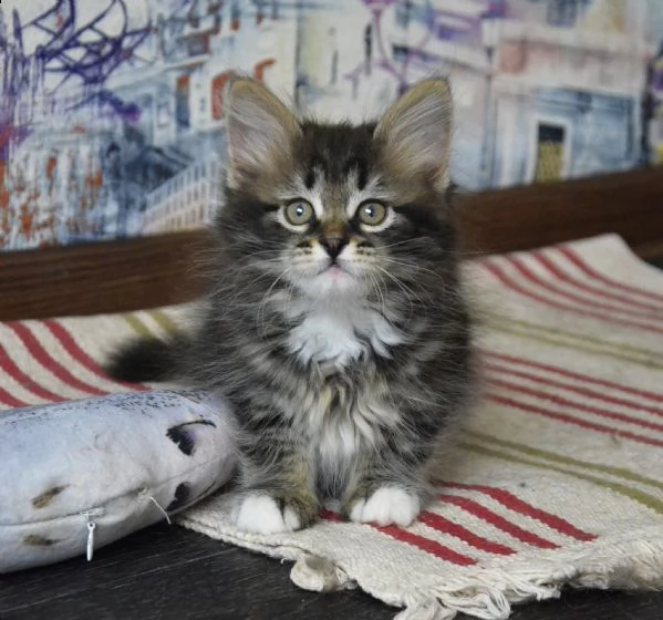 disponibili 3 cuccioli di gatto siberiano | Foto 2