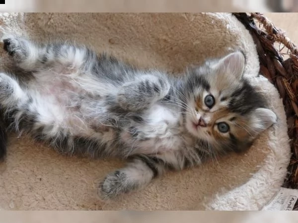 disponibili 3 cuccioli di gatto siberiano