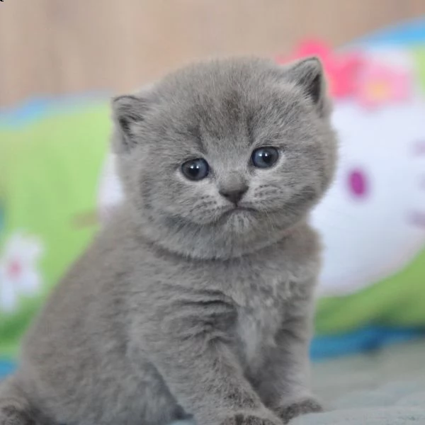 british shorthair