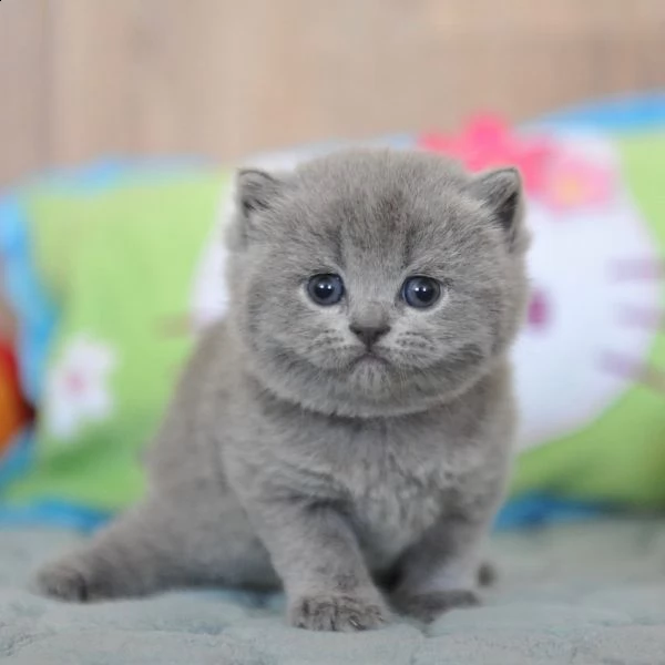 british shorthair | Foto 0