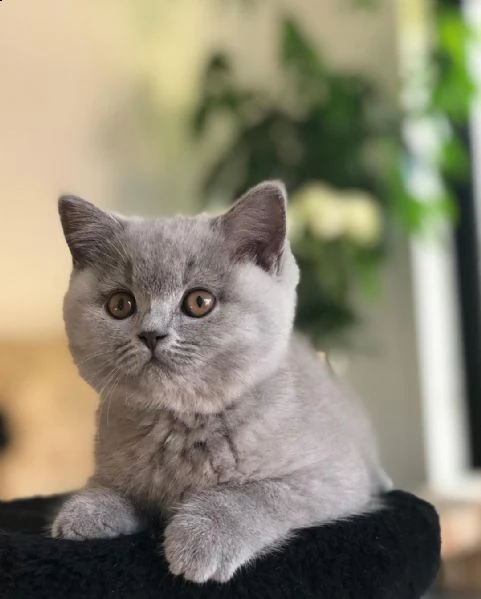 british shorthair