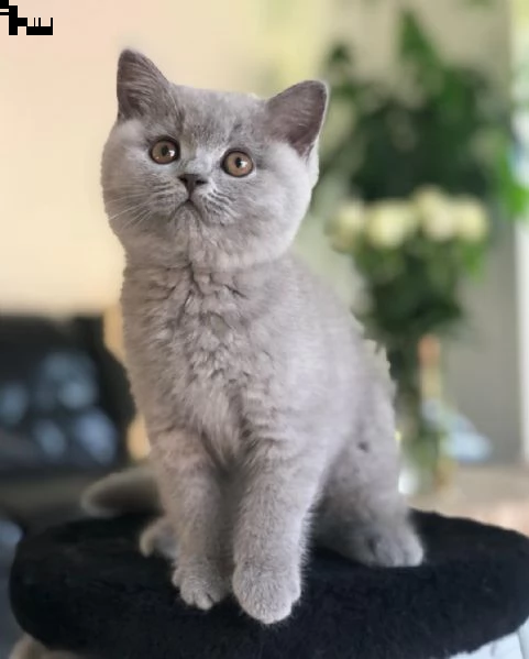 british shorthair | Foto 4