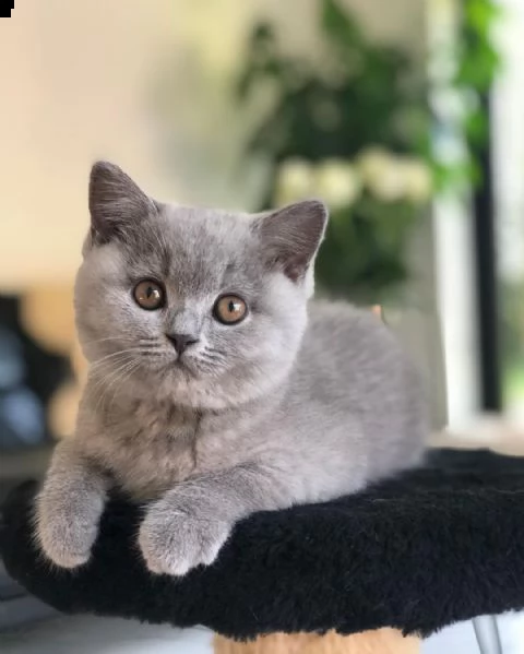 british shorthair | Foto 1