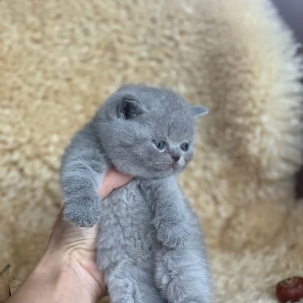 british shorthair