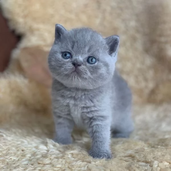 british shorthair | Foto 3