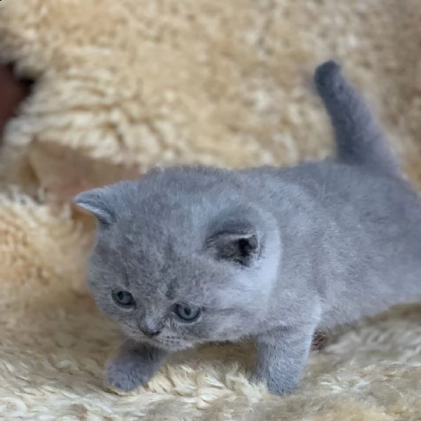 british shorthair | Foto 1