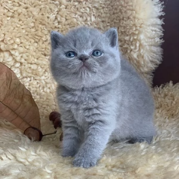 british shorthair | Foto 0