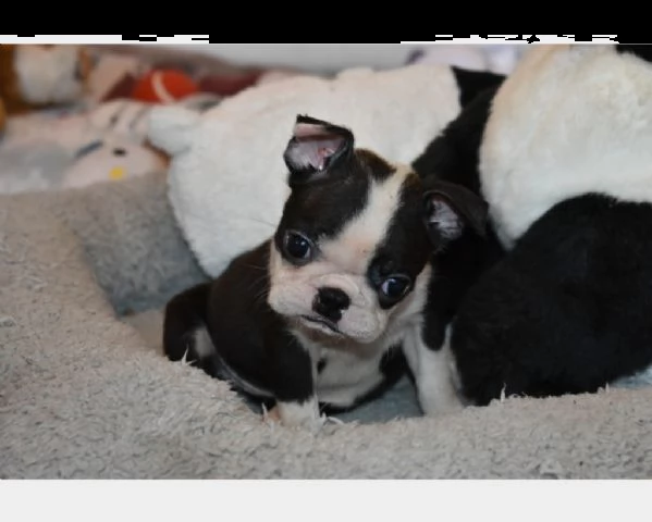 boston terrier pedigree enci fci con affisso