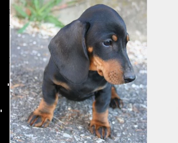 cucciolo di bassotto pelo corto abituato in casa