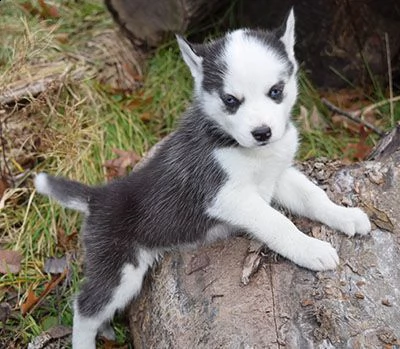 2 cuccioli di husky rgento