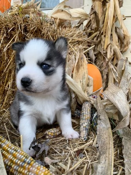 2 cuccioli di husky rgento | Foto 0