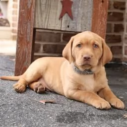 invitare labrador retriever