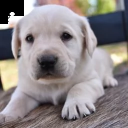 gentle labrador retriever