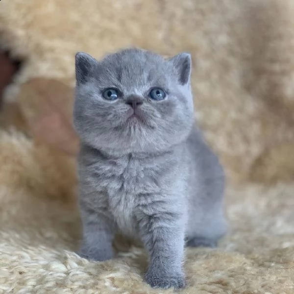 british shorthair | Foto 5