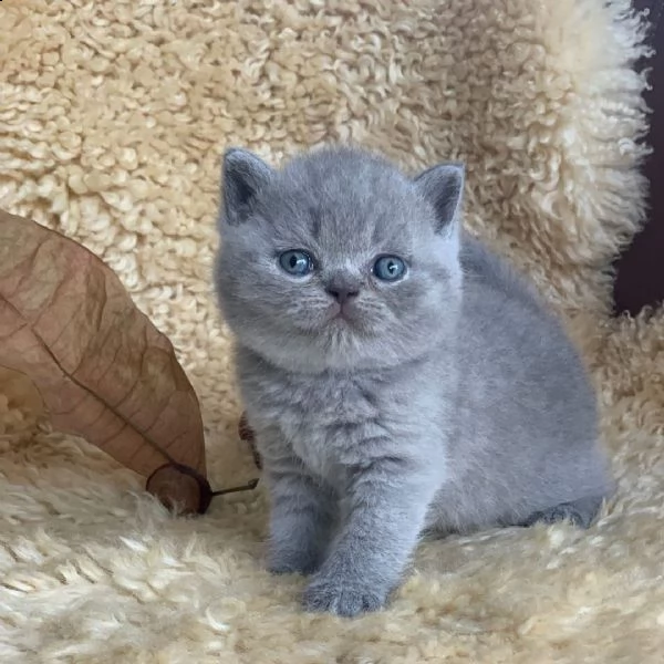 british shorthair