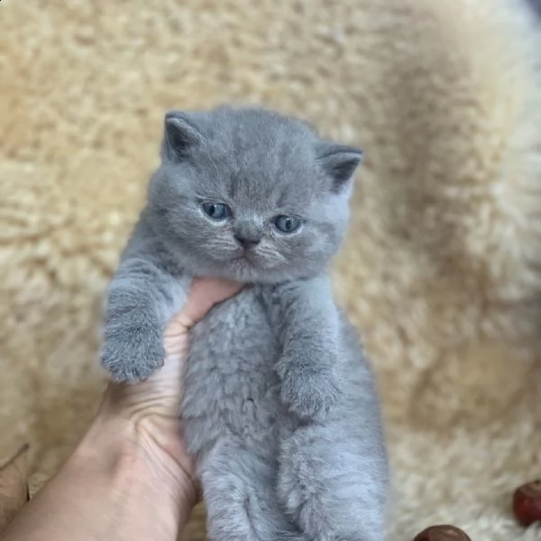 british shorthair | Foto 3